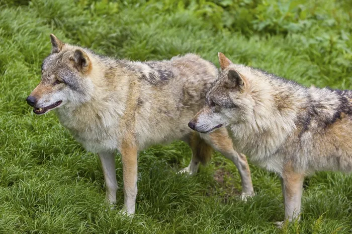 Framed Print : Two eurasian gray wolves (Canis lupus lupus) stand on a green meadow in an open forest