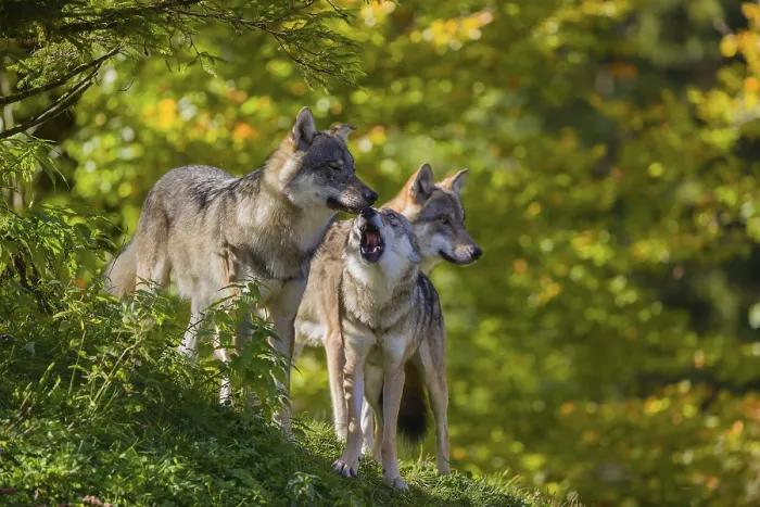 Framed Print : Three eurasian gray wolves (Canis lupus lupus) stand on a hill Framed Print : Three eurasian gray wolves (Canis lupus lupus) stand on a hill