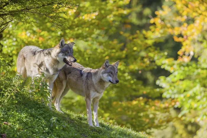 Framed Print : Two eurasian gray wolves (Canis lupus lupus) stand on a hill