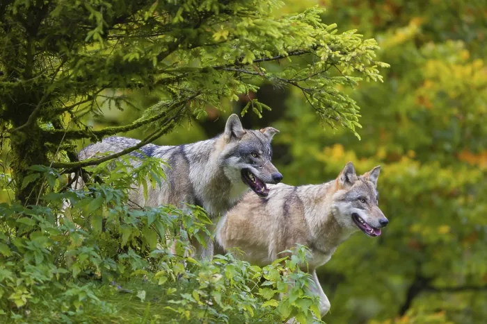 Framed Print : Two eurasian gray wolves (Canis lupus lupus) stand on a hill