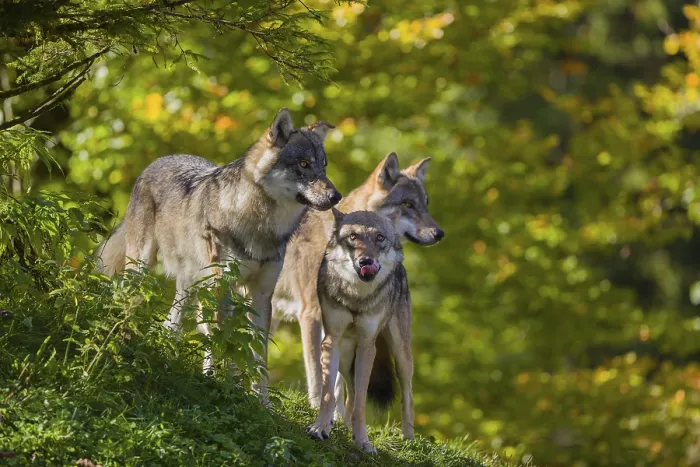 Framed Print : Three eurasian gray wolves (Canis lupus lupus) stand on a hill