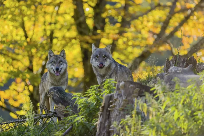 Framed Print : Two eurasian gray wolves (Canis lupus lupus) stand on a hill