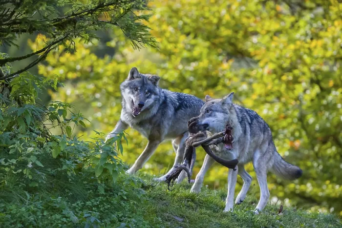 Framed Print : Two Eurasian gray wolves (Canis lupus lupus) standing on a hill Framed Print : Two Eurasian gray wolves (Canis lupus lupus) standing on a hill