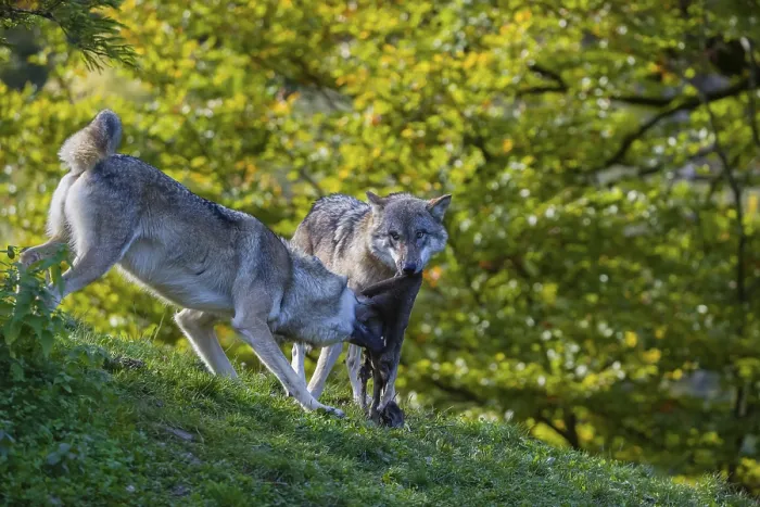 Framed Print : Two Eurasian gray wolves (Canis lupus lupus) standing on a hill