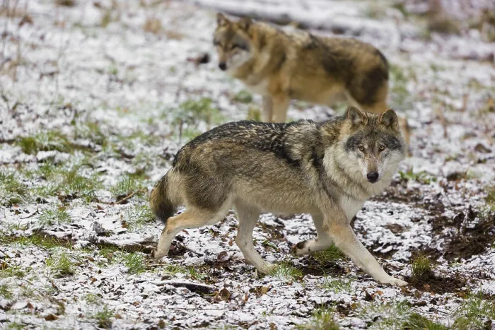 Framed Print : Two eurasian gray wolves (Canis lupus lupus) walk over a snowy meadow in an open forest Framed Print : Two eurasian gray wolves (Canis lupus lupus) walk over a snowy meadow in an open forest