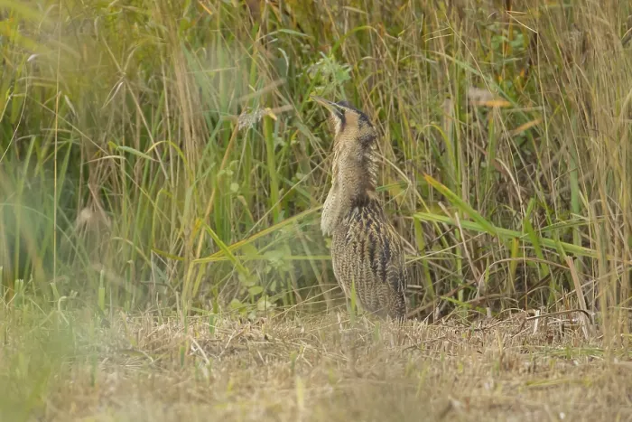 Framed Print : Eurasian or Great bittern (Botaurus stellaris) adult bird stood in a reedbed clearing