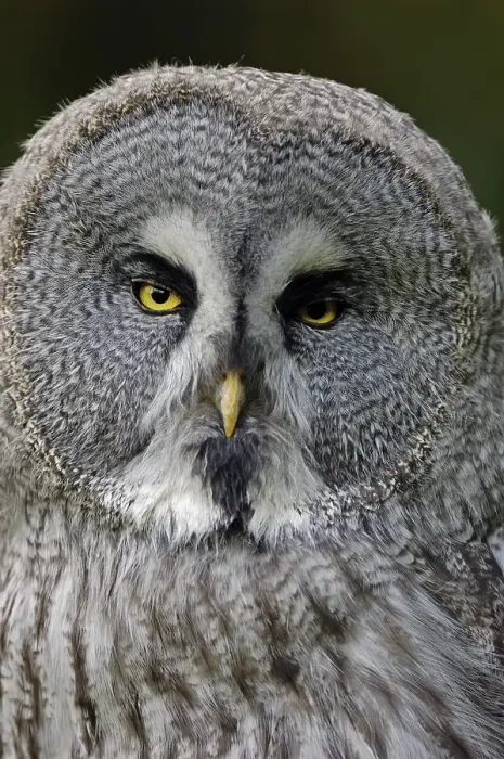 Framed Print : Eurasian Great Grey Owl (Strix nebulosa lapponica) Framed Print : Eurasian Great Grey Owl (Strix nebulosa lapponica)