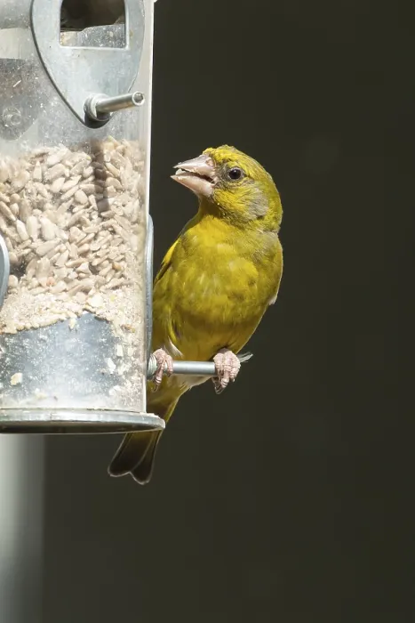 Framed Print : Eurasian greenfinch (Chloris chloris) adult male garden bird feeding on sunflower seed hearts from a bird feeder