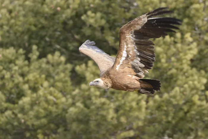 Framed Print : Eurasian Griffon or Griffon Vulture (Gyps fulvus) in flight Framed Print : Eurasian Griffon or Griffon Vulture (Gyps fulvus) in flight