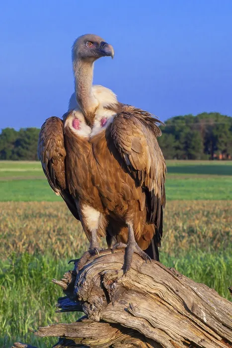 Framed Print : Eurasian Griffon Vulture, Gyps fulvus Framed Print : Eurasian Griffon Vulture, Gyps fulvus