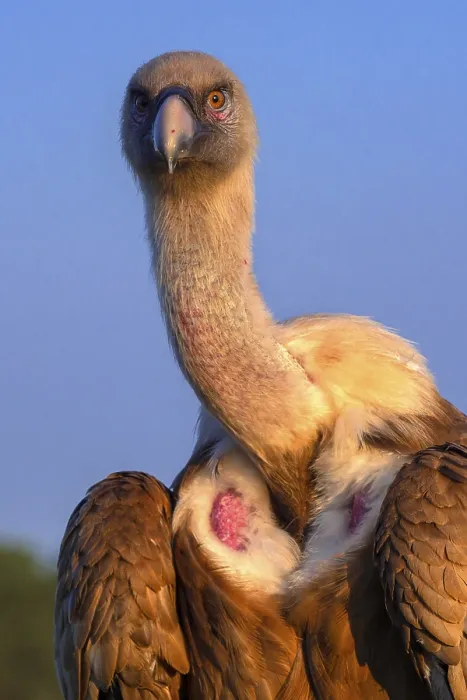 Framed Print : Eurasian Griffon Vulture, Gyps fulvus