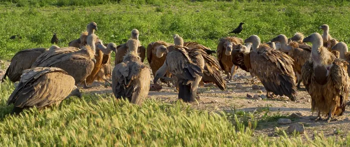 Framed Print : Eurasian Griffon Vulture, Gyps fulvus