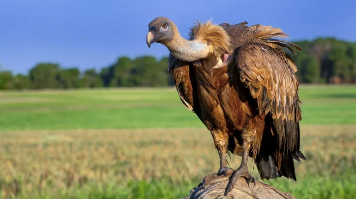 Framed Print : Eurasian Griffon Vulture, Gyps fulvus