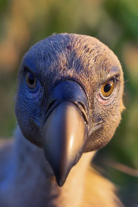 Framed Print : Eurasian Griffon Vulture, Gyps fulvus