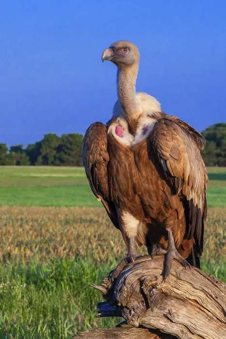 Framed Print : Eurasian Griffon Vulture, Gyps fulvus