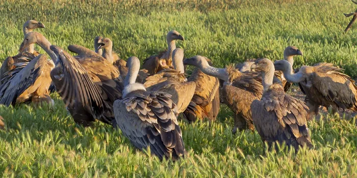 Framed Print : Eurasian Griffon Vulture, Gyps fulvus
