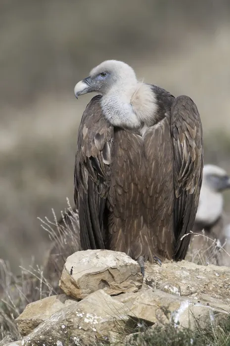 Framed Print : Eurasian Griffon Vulture (Gyps fulvus)