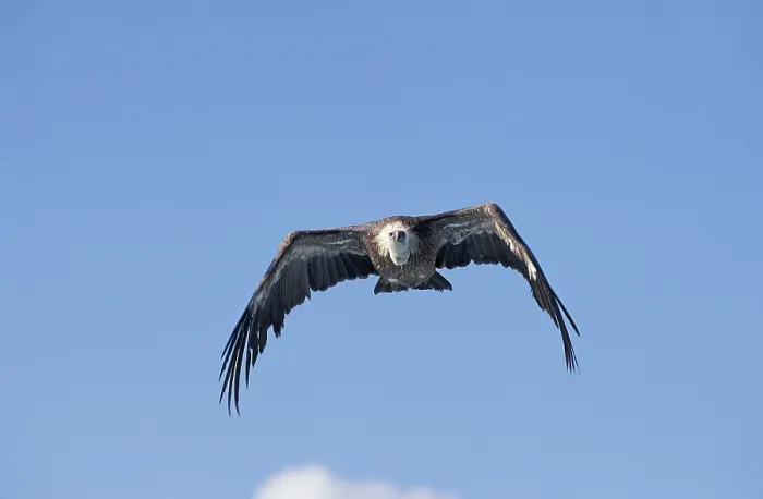 Framed Print : Eurasian Griffon Vulture (gyps fulvus) Framed Print : Eurasian Griffon Vulture (gyps fulvus)