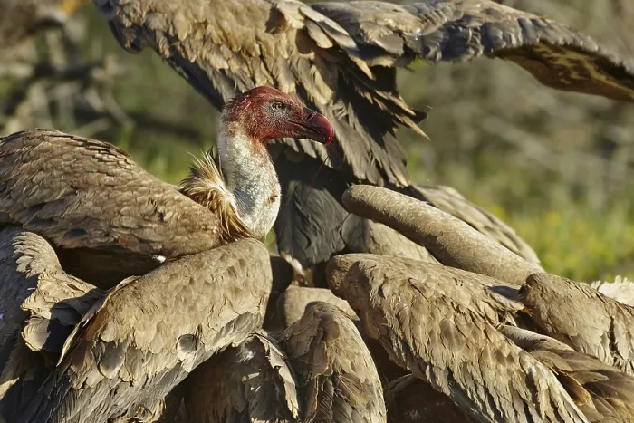 Framed Print : Eurasian Griffon Vulture (Gyps fulvus) flock