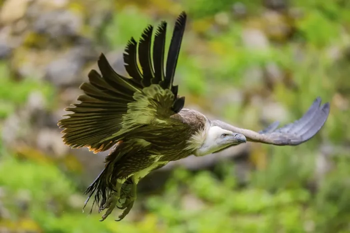 Framed Print : Eurasian griffon vulture (Gyps fulvus) flying Framed Print : Eurasian griffon vulture (Gyps fulvus) flying