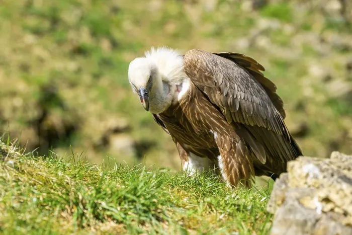 Framed Print : Eurasian griffon vulture (Gyps fulvus) standing on the ground