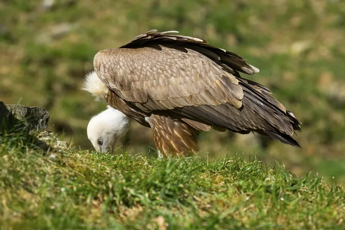 Framed Print : Eurasian griffon vulture (Gyps fulvus) standing on the ground