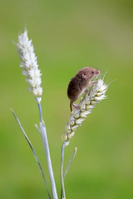 Framed Print : Eurasian Harvest Mouse (Micromys minutus) Framed Print : Eurasian Harvest Mouse (Micromys minutus)