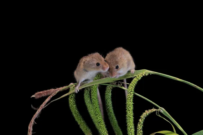 Framed Print : Eurasian harvest mouse (Micromys minutus) Framed Print : Eurasian harvest mouse (Micromys minutus)