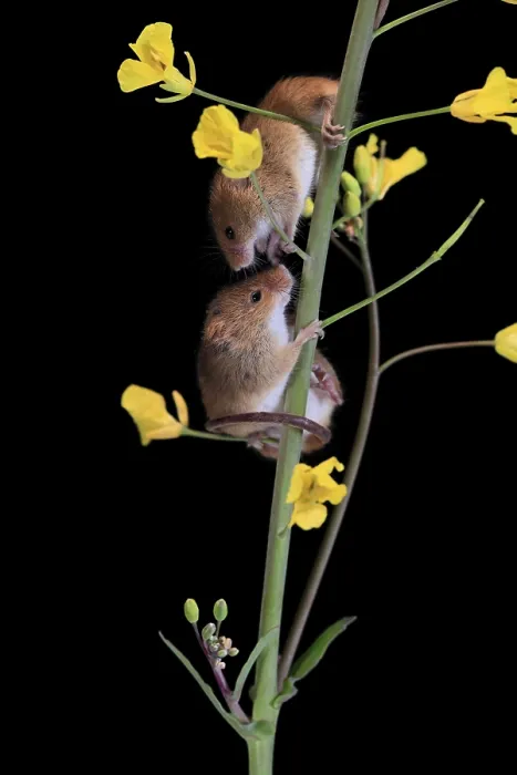 Framed Print : Eurasian harvest mouse (Micromys minutus)