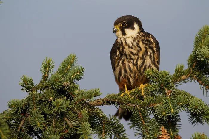Framed Print : Eurasian Hobby (Falco subbuteo)