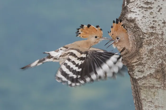 Framed Print : Eurasian Hoopoe (Upupa epops) feeding chick in nest hole