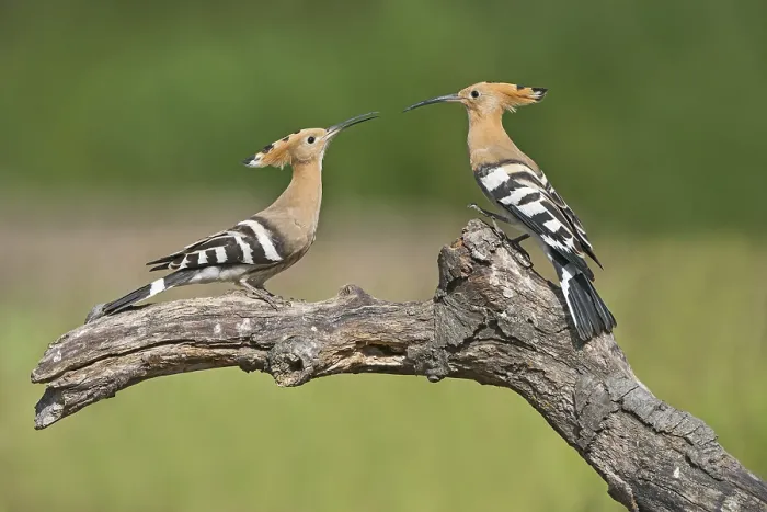 Framed Print : Eurasian Hoopoe (Upupa epops) fighting