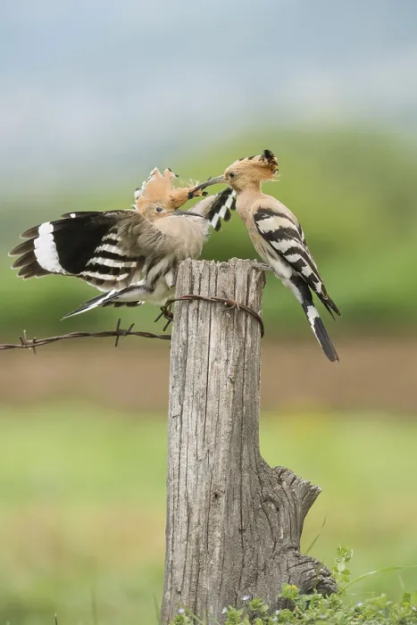 Framed Print : Eurasian Hoopoe (Upupa epops) fighting for perch Framed Print : Eurasian Hoopoe (Upupa epops) fighting for perch