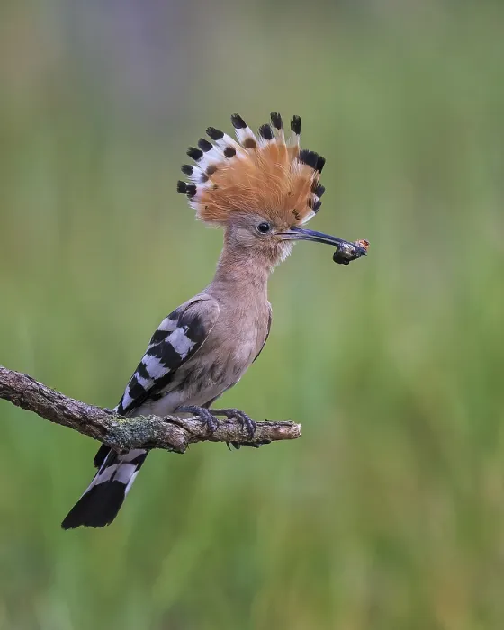Framed Print : Eurasian Hoopoe (Upupa epops) with food in its beak