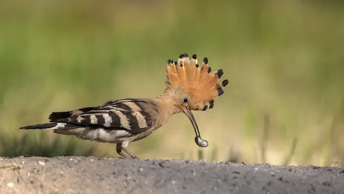 Framed Print : Eurasian Hoopoe (Upupa epops) foraging