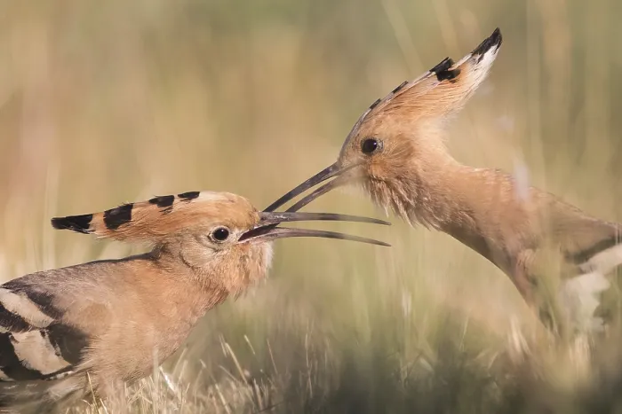 Framed Print : Eurasian Hoopoe (Upupa epops) pair passing food