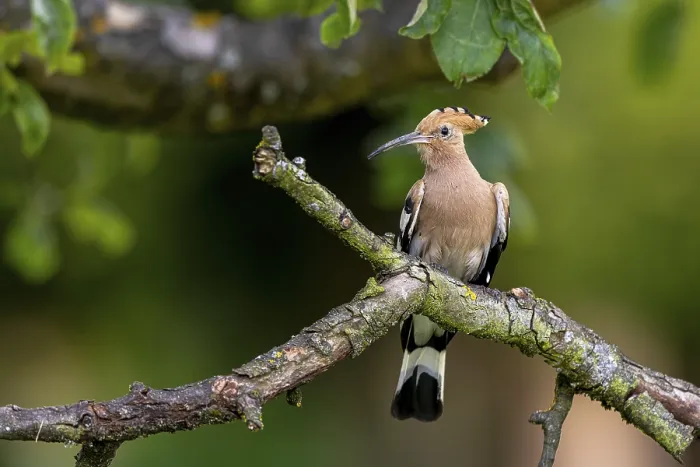 Framed Print : Eurasian Hoopoe (Upupa epops) perched on a branch Framed Print : Eurasian Hoopoe (Upupa epops) perched on a branch