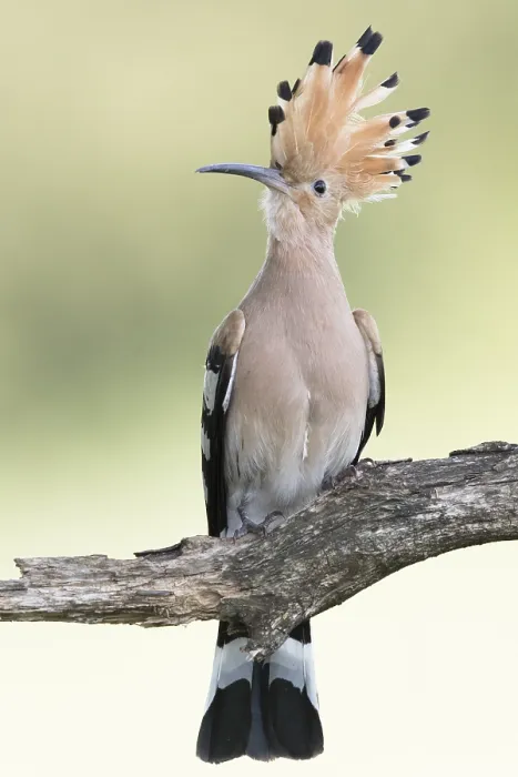 Framed Print : Eurasian Hoopoe (Upupa epops) perched on a branch