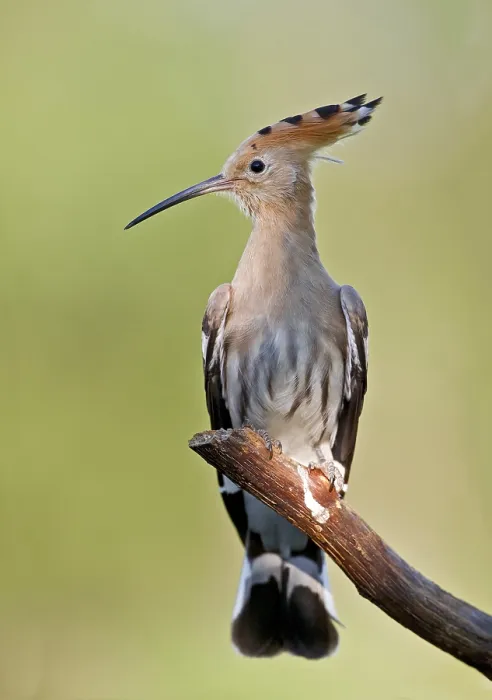 Framed Print : Eurasian Hoopoe (Upupa epops) perched on a branch