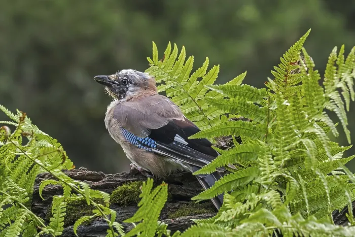 Framed Print : Eurasian jay (Garrulus glandarius) Framed Print : Eurasian jay (Garrulus glandarius)