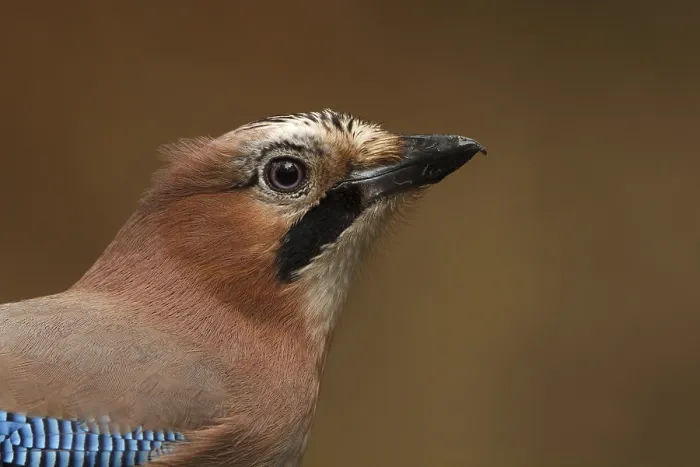 Framed Print : Eurasian Jay (Garrulus glandarius) Framed Print : Eurasian Jay (Garrulus glandarius)