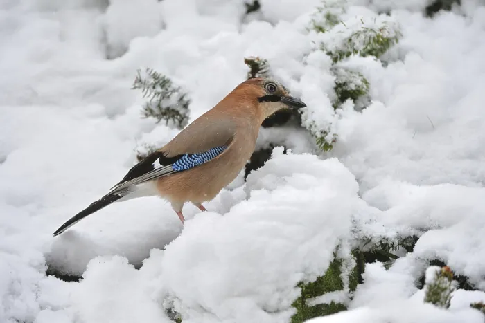 Framed Print : Eurasian jay (Garrulus glandarius)