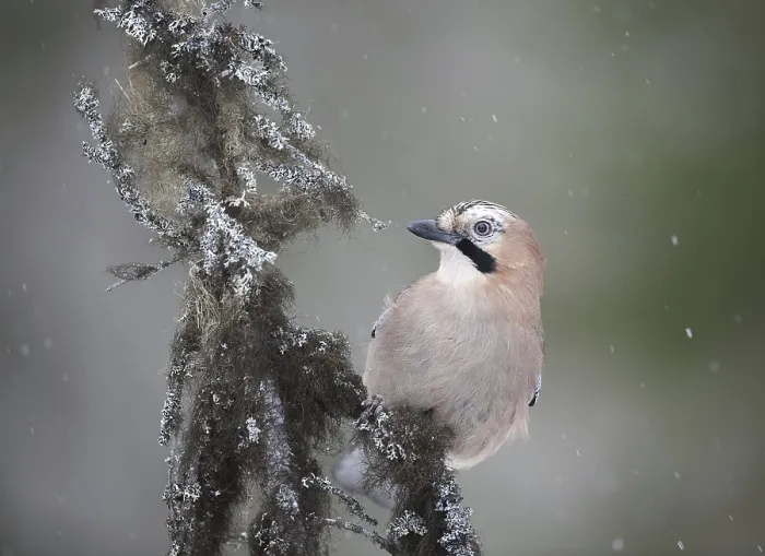 Framed Print : Eurasian Jay (Garrulus glandarius)