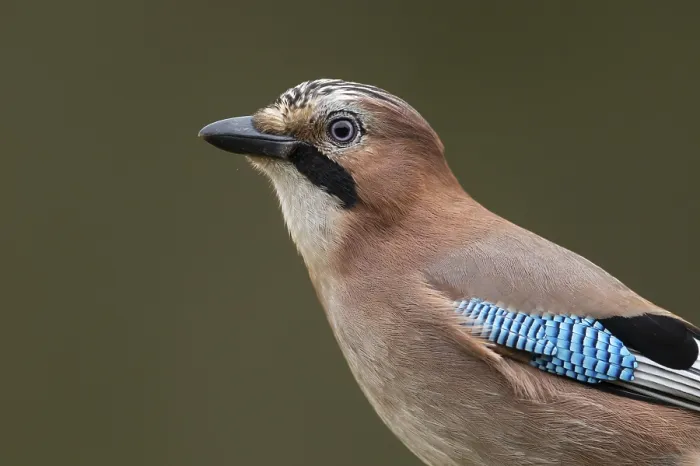Framed Print : Eurasian jay (garrulus glandarius)