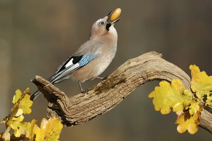 Framed Print : Eurasian Jay (Garrulus glandarius with acorn in his beak) Framed Print : Eurasian Jay (Garrulus glandarius with acorn in his beak)