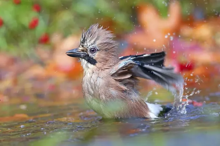 Framed Print : Eurasian jay (Garrulus glandarius) bathes in shallow water with autumn leaves