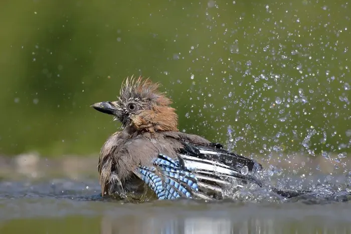 Framed Print : Eurasian jay (Garrulus glandarius) baths in a bird bath