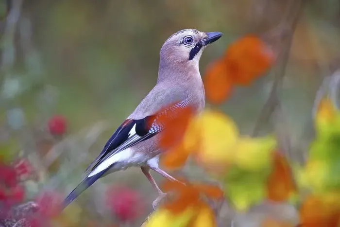 Framed Print : Eurasian jay (Garrulus glandarius) with colourful autumn leaves