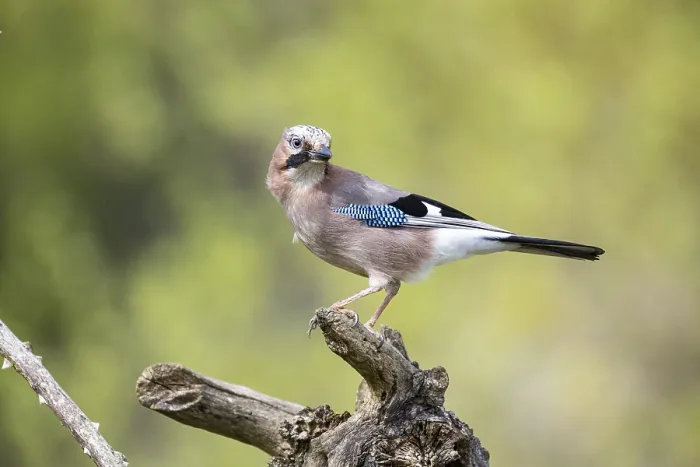 Framed Print : Eurasian jay (Garrulus glandarius) Germany