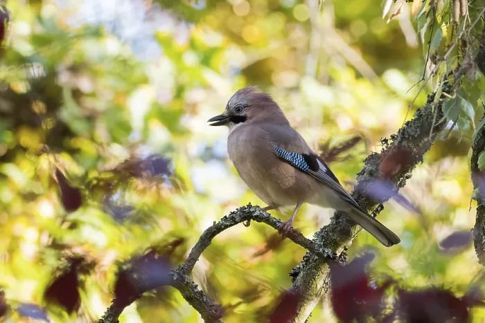 Framed Print : Eurasian Jay (Garrulus glandarius) on lichen-covered branch in warm autumn colors